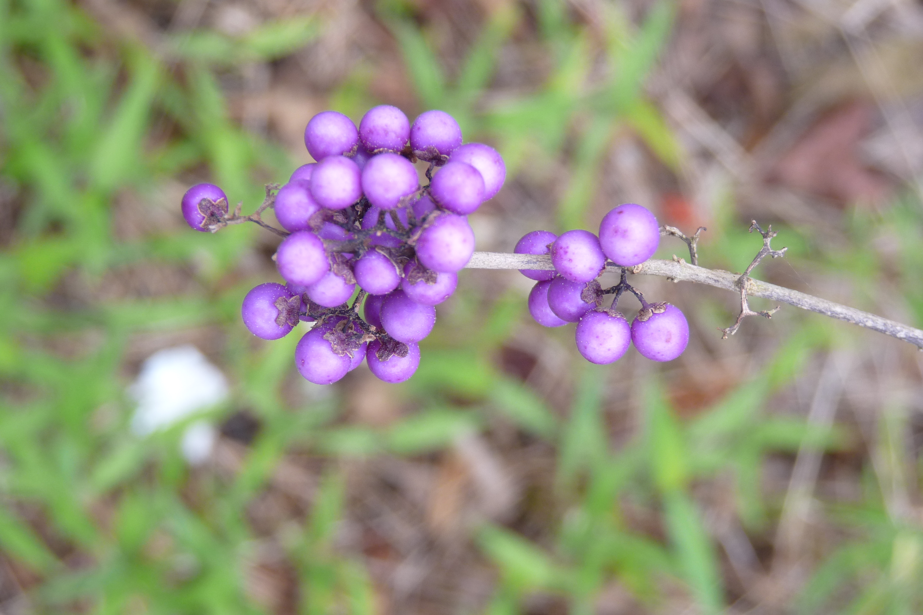 P1050930