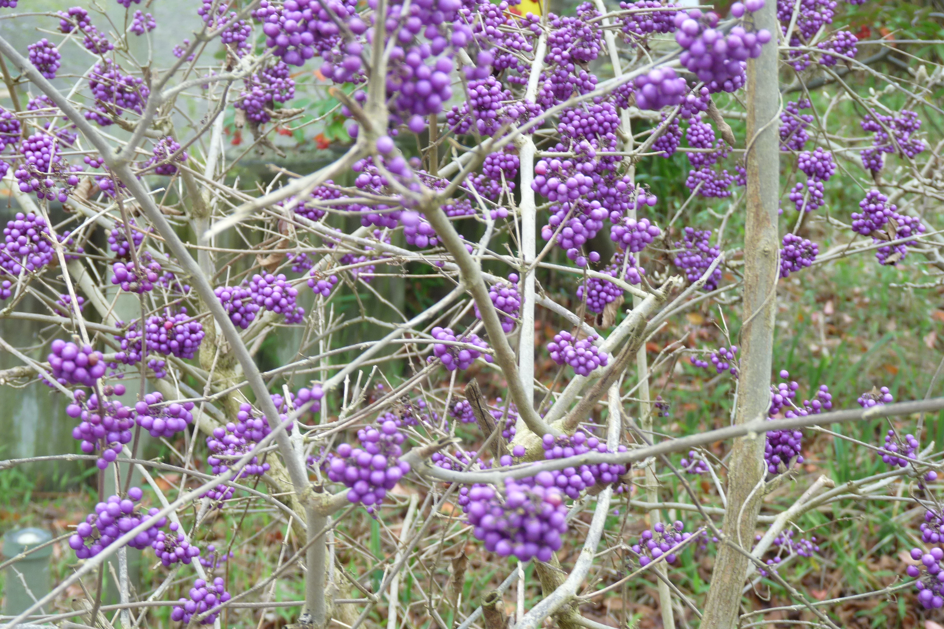 P1050931